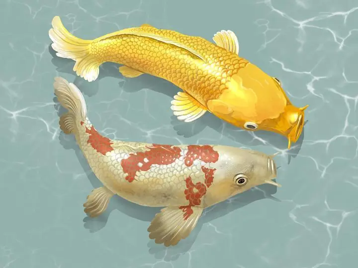 Two Japanese Koi Fish Swimming, Aesthetic Art, Animal & Birds, Animal & Birds B
