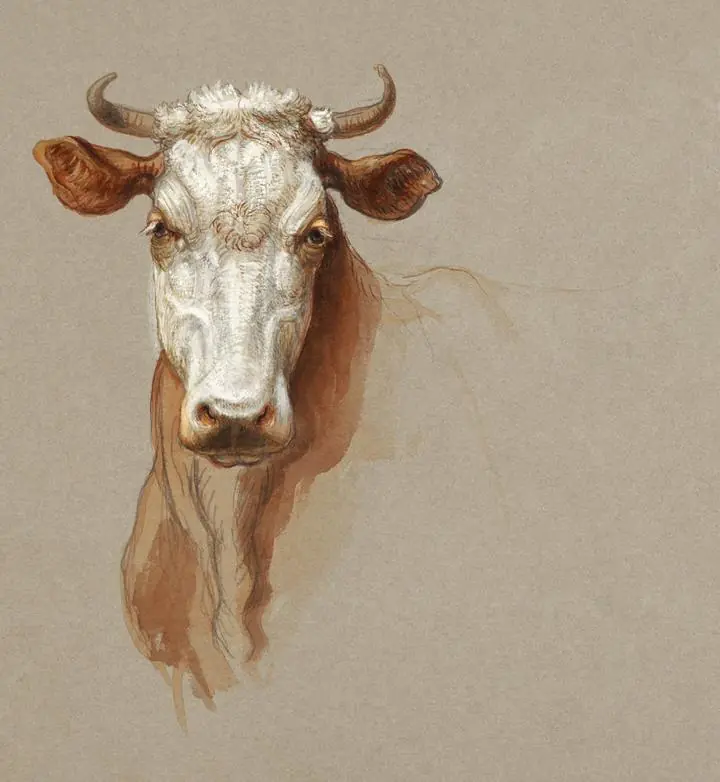 Two Studies Of Cattle-1876, Aesthetic Art, Animal & Birds, Animal & Birds B