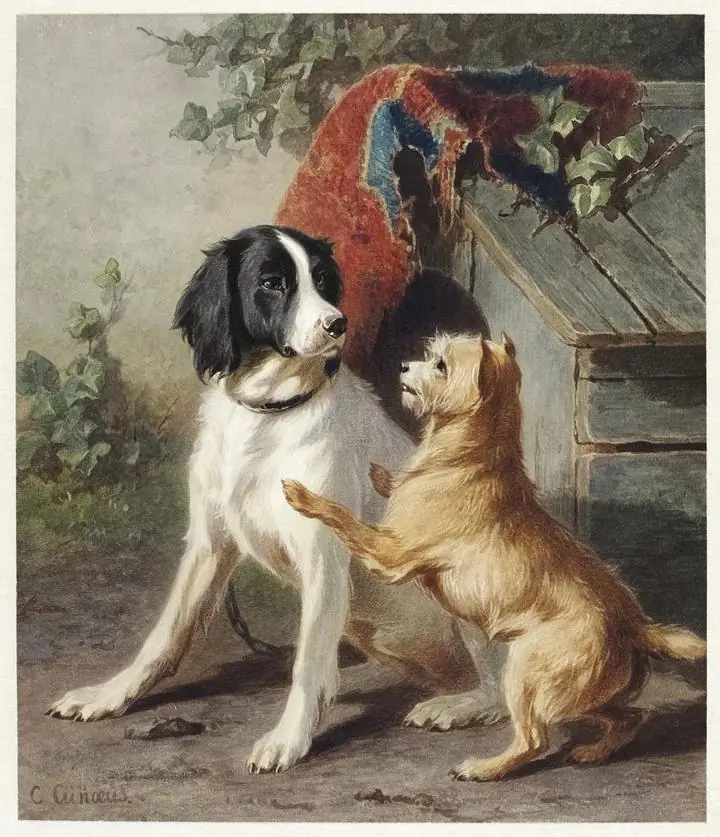 Two Dogs, Aesthetic Art, Animal & Birds, Animal & Birds B