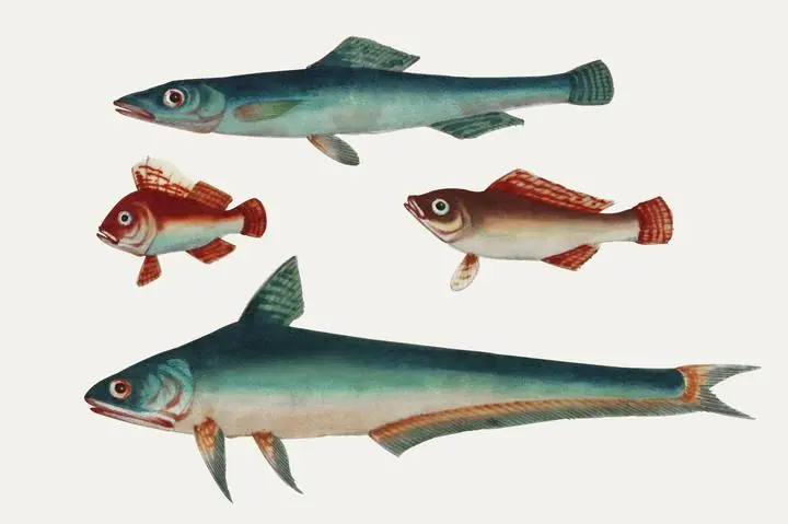 Two Green Fish And Two Brown Fish., Aesthetic Art, Animal & Birds, Animal & Birds B