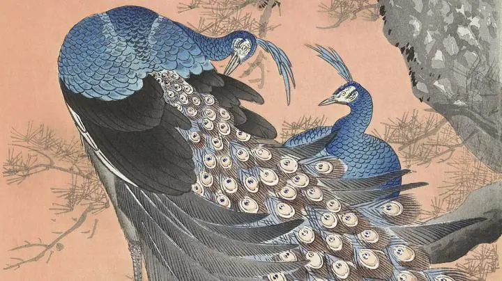 Two Peacocks, Aesthetic Art, Animal & Birds, Animal & Birds B