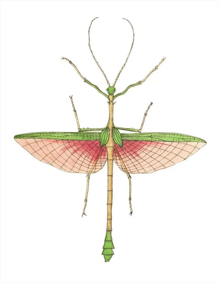 Two-Spined Mantis, Aesthetic Art, Animal & Birds, Animal & Birds B