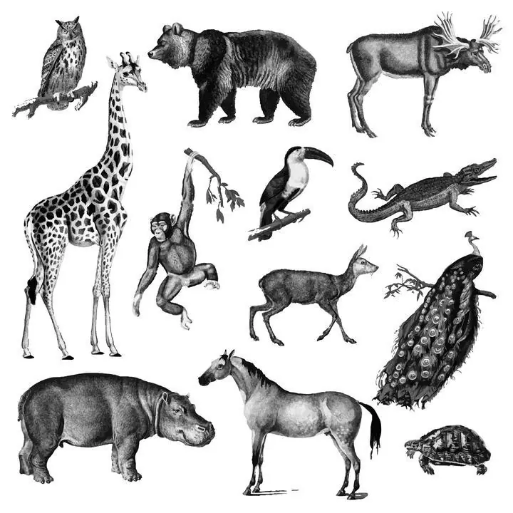 Vintage Illustrations Of Animals, Aesthetic Art, Animal & Birds, Animal & Birds B