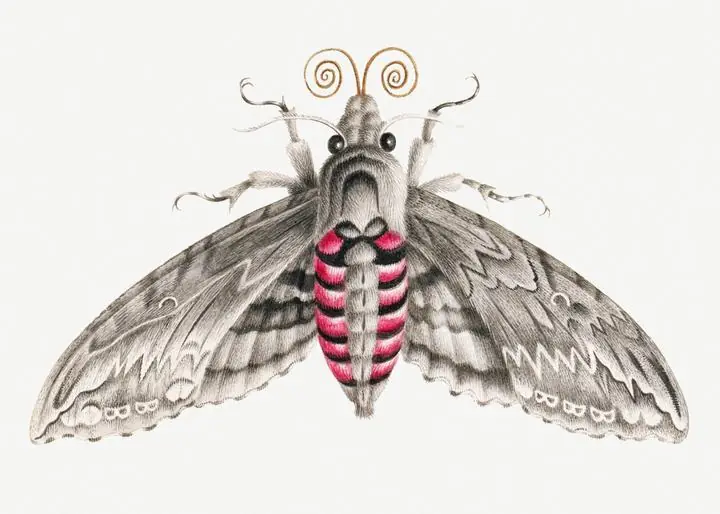 Vintage Moth Insect, Aesthetic Art, Animal & Birds, Animal & Birds B