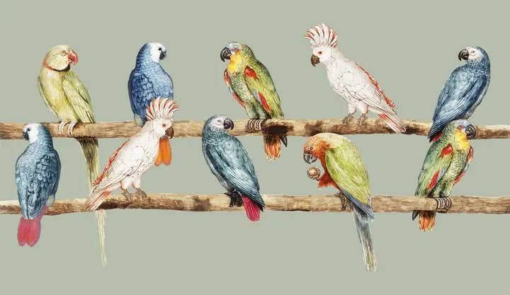 Vintage Parrot Variety Perched On The Branch, Aesthetic Art, Animal & Birds, Animal & Birds B