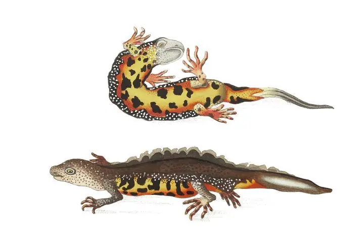 Warted Newt-Warty Lizard, Aesthetic Art, Animal & Birds, Animal & Birds B
