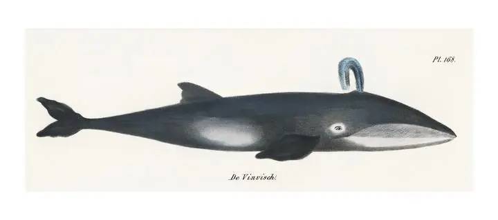 Whale Illustration, Aesthetic Art, Animal & Birds, Animal & Birds B