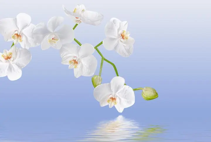 White Orchid Flowers, Wall Art, Decor Wall Art, Decor Wall Art E