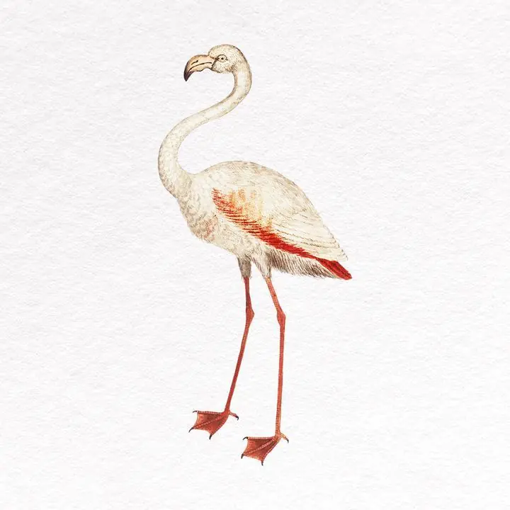 White Flamingo Clipart, Aesthetic Art, Animal & Birds, Animal & Birds B