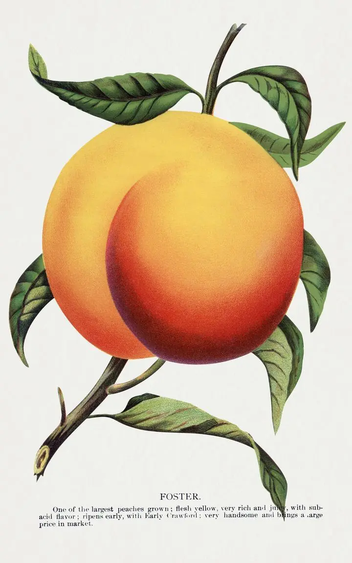Yellow Orange Peach, Aesthetic Art, Fruits
