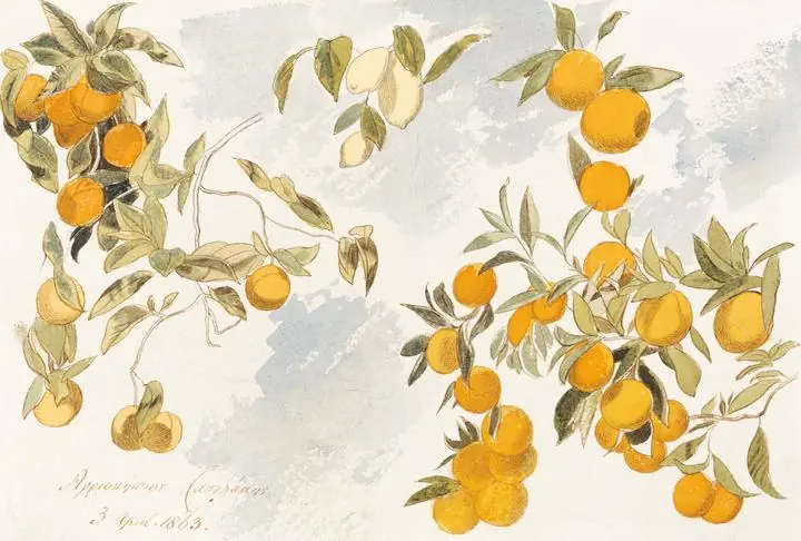 Yellow Oranges Branch Leaves, Aesthetic Art, Fruits