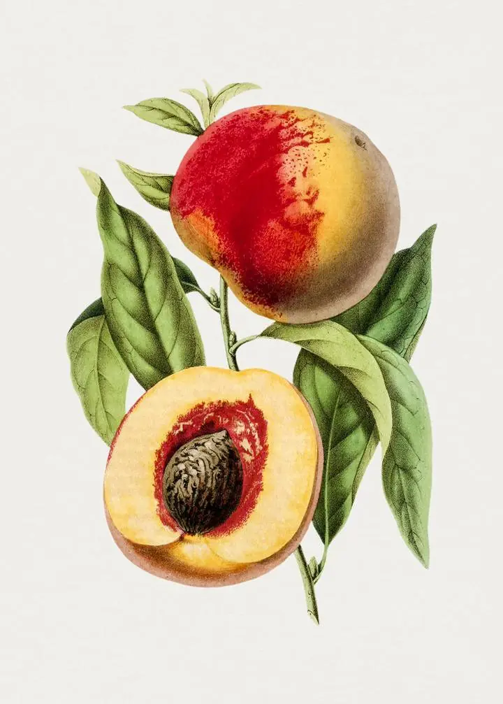 Yellow Peach Fruit, Aesthetic Art, Fruits
