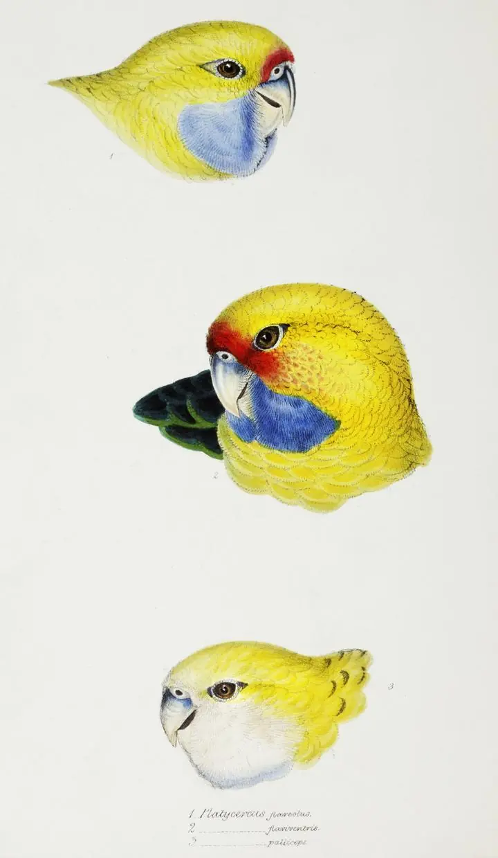 Yellow Rosella Platycercus Flaveolus, Aesthetic Art, Animal & Birds, Animal & Birds B