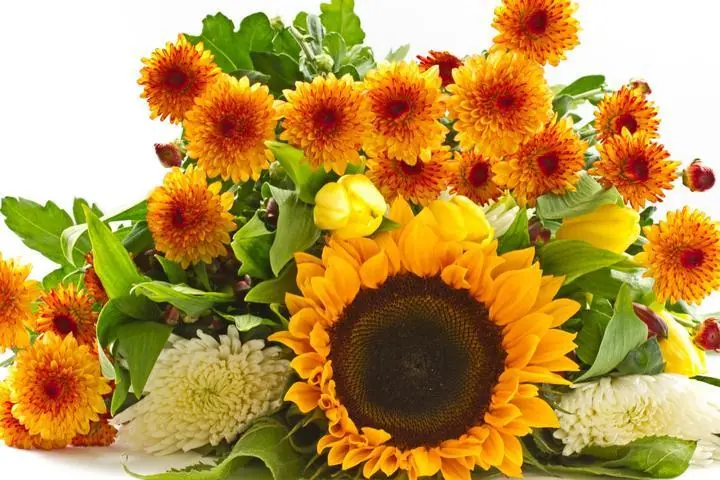 Yellow Sunflower Orange Chrysanthemum