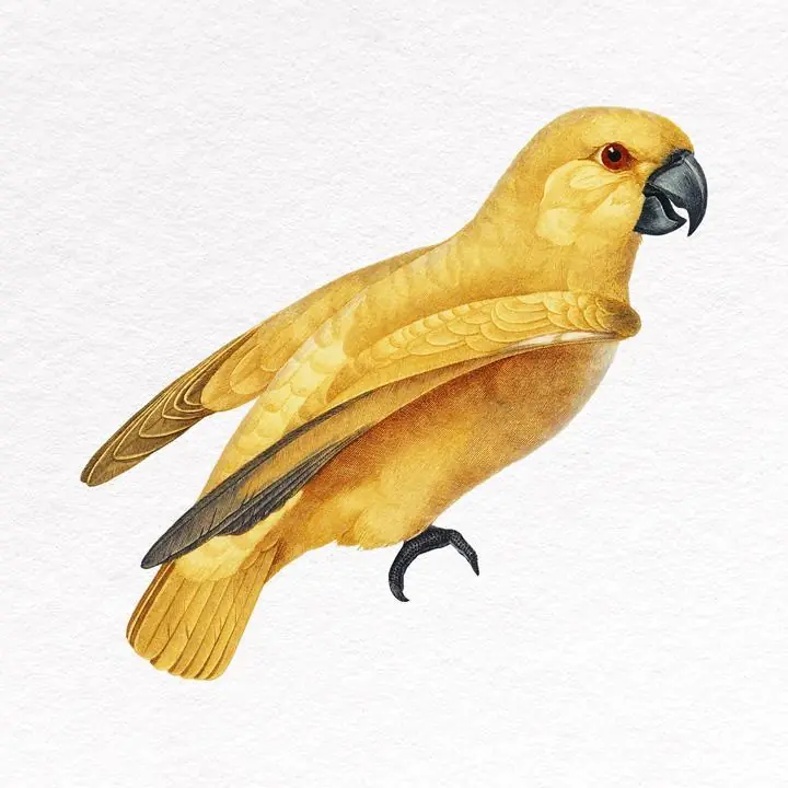 Yellow Bird Clipart- Senegal Parrot, Aesthetic Art, Animal & Birds, Animal & Birds B